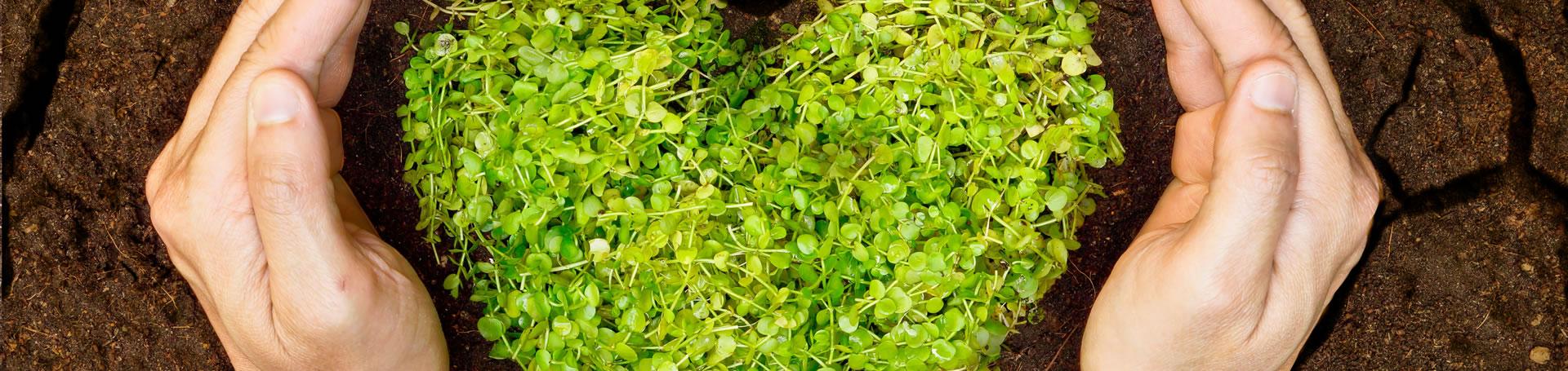 greenvillagecesenatico fr services-green 009